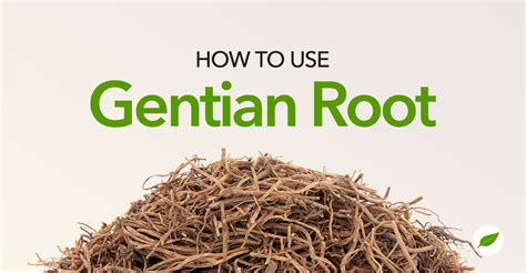 How to Use Gentian Root for Your Gut Health & More