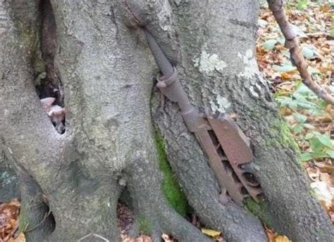 AMAZING! Weapons from WWII embeded into trees in Nevsky Pyatachok - Russia