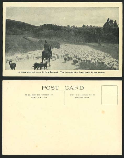 NEW ZEALAND Old Postcard SHEPHERD SHEEP Droving & Dogs for Sale