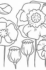 Flower Coloring Page  Poppies ♥ Online And Print For Free sketch template