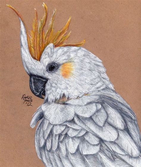 25 Best Bird Drawings For Your Inspiration!