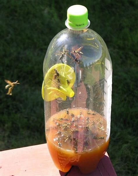 Fatal Funnel Wasp Traps | Wasp traps, Hornet trap, Garden insects