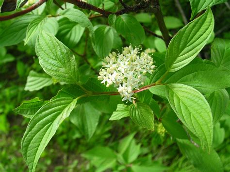 Cornus sericea (American Dogwood, Creek Dogwood, Red Osier Dogwood ...