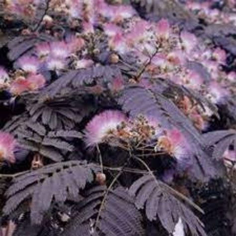 Albizia Julibrissin Seeds Summer Chocolate Silk Tree - Etsy Canada