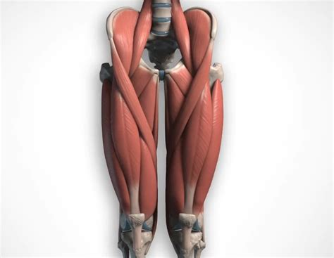 Anatomy Course - Legs (adductors, quads, hamstrings & calves)