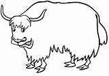 Simple Yak Coloring Pages  Cool sketch template