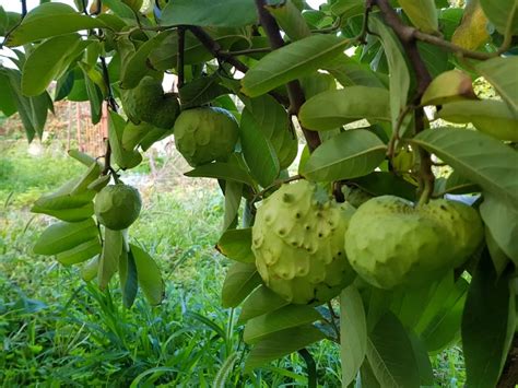 Annona, Cherimoya, Custard Apple: Exotic Fruit in South Italy