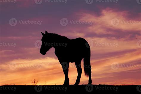 horse silhouette in the sunset 2585998 Stock Photo at Vecteezy