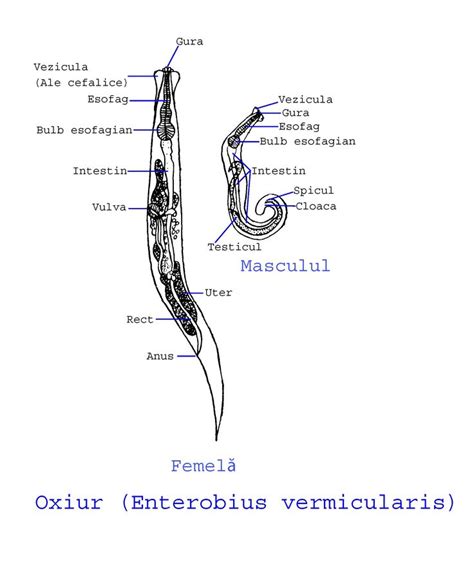 Enterobius Vermicularis Life Cycle