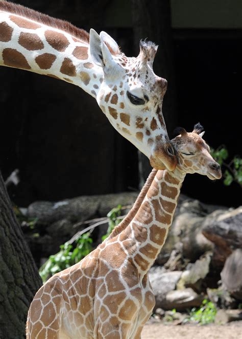 Brookfield Zoo Welcomes Baby Giraffe: Watch Male Calf Take His First ...