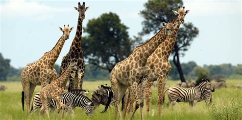9 Top Attractions in Maasai Mara National Reserve