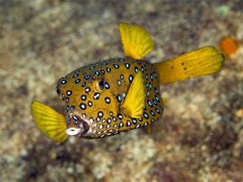 Yellow boxfish (adult) - MyFishGallery