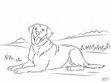 Coloriage  Retriever Du Labrador Coloriages à Imprimer Gratuits sketch template
