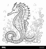 Realistic Seahorse Coloring Page sketch template