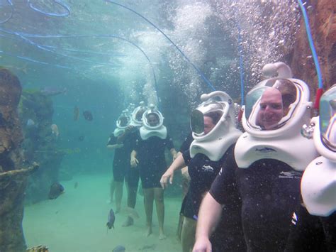 Why Discovery Cove Is One of Orlando's Top Attractions