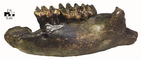 Fossil of the month: Mastodon teeth and jaw fragment