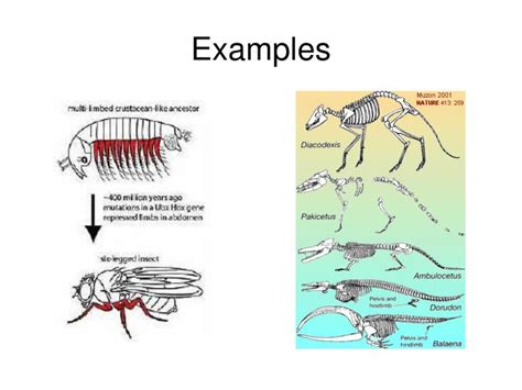 PPT - Macroevolution PowerPoint Presentation - ID:1194729