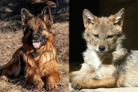 German Shepherd Coyote Mix: Info, Pictures, Characteristics & Facts | Hepper