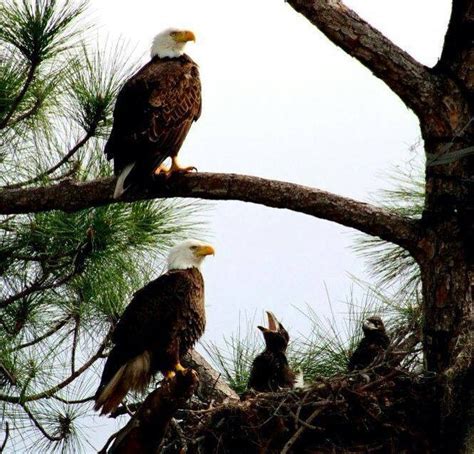 17 Best images about eagle nest on Pinterest | Park in, Father and ...