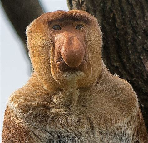 Portrait of a Proboscis monkey - Apenheul - Apeldoorn | Proboscis ...