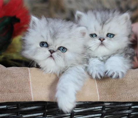 Persian Cat Breeders: Ohio - KittySites.Com