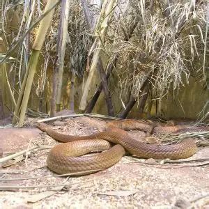 Inland Taipan - Facts, Diet, Habitat & Pictures on Animalia.bio