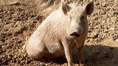 The last of the 'Tamworth Two' pigs dies at age 14 - BBC News