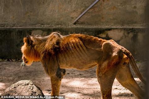 Wildlife charity begins rescue mission after visitor secretly took pictures of a starving lion ...