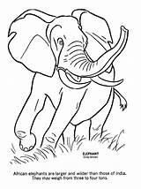 Coloring Pages Of Wild Animals  Home sketch template