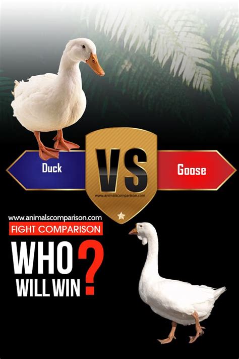 Swan vs Duck vs Goose difference and comparison