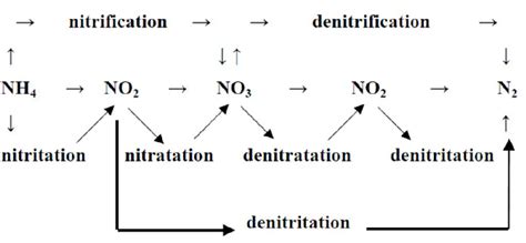 Elementary processes of nitrification and denitrification in nitrogen ...