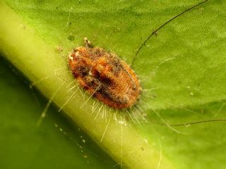 Cottony Cushion Scale | Icerya purchasi. Late instar nymph. … | Flickr