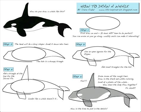 How to Draw a Whale! | Whale art, Drawings, Draw