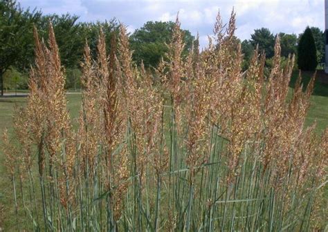 Indian Grass | UMass Amherst Greenhouse Crops and Floriculture Program