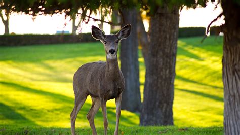 Deer multiply in the US, carrying ticks with Lyme disease and more