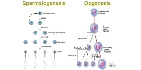 Gametogenesis Diagram | Quizlet