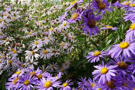 Aster Plant Care - How to Grow and Care for this Flower - Plantopedia