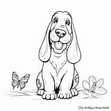 Basset Hound Coloring Pages  Free & Printable sketch template