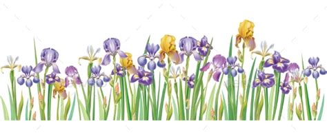 Border with Multicolor Vector Irises by Wikki33 | GraphicRiver