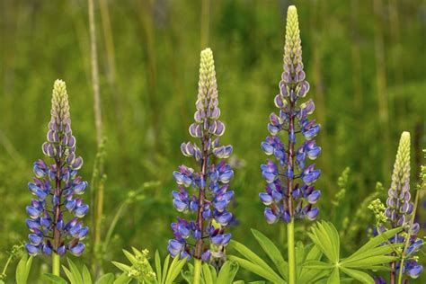 Lupinus perennis (Wild Lupine)