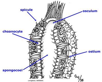 Lab 2 Phylum Porifera Sycon Sponge Flashcards | Quizlet