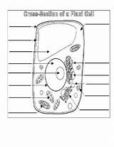 Plant Cell Labeling And Coloring Diagram With KEY  TPT sketch template