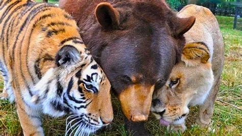 Tiger, Bear, and Lion Live Together As Friends - Animals Around The Globe