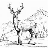 Mule Deer Coloring Pages  Free & Printable sketch template