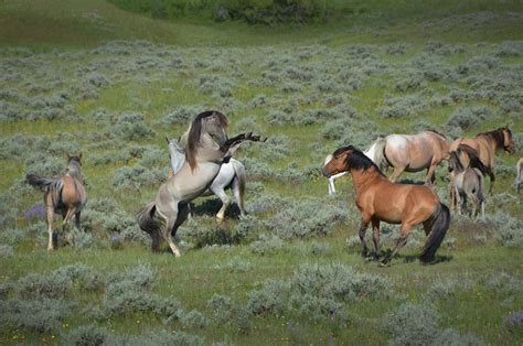 History of Spanish Mustangs — Spanish Mustang Foundation