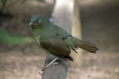 Satin bowerbird female stock image. Image of feathers - 135452369