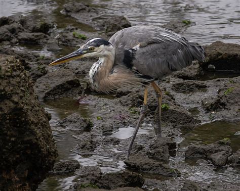 Great Blue Heron Hunting 8/2 Photograph by Bruce Frye - Fine Art America