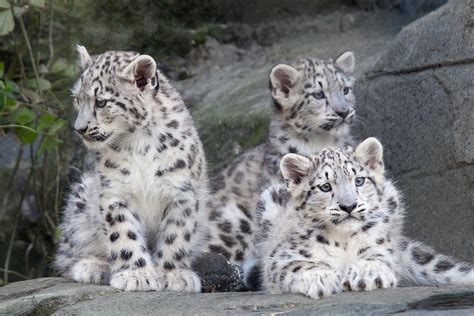 Snow Leopard Cubs | ZooChat