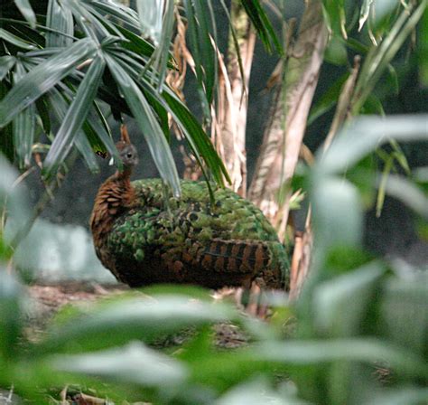 Congo Peacock | The Life of Animals