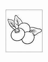 Blueberry Coloring Pages – Printable FREE sketch template